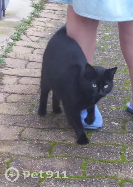 Chatte noire perdue à St-Aubin - photo