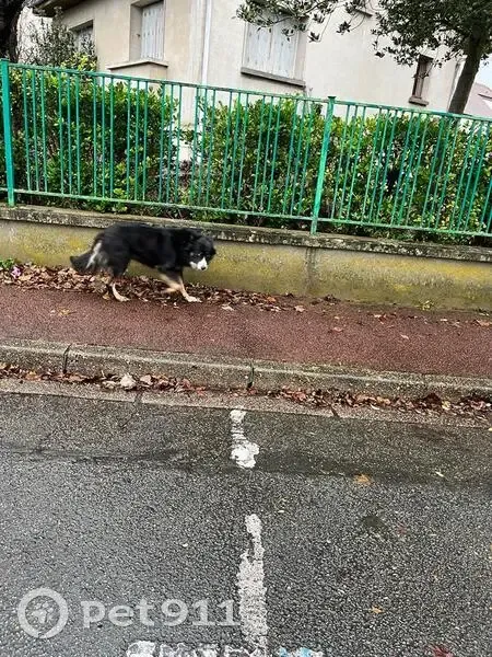 Chien noir perdu à Marly-le-Roi - photo