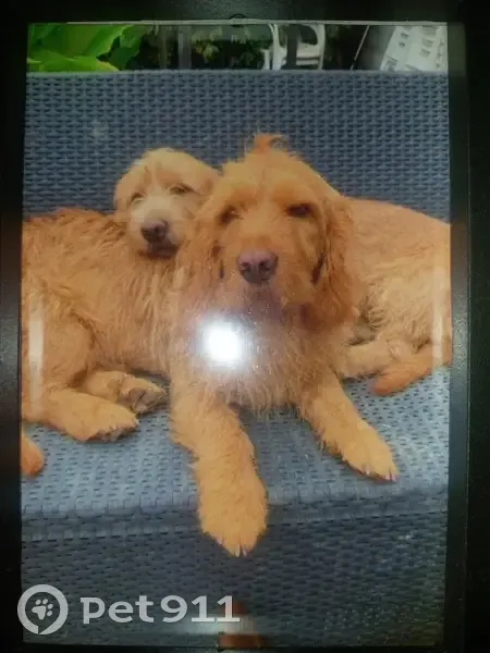Chien Fauve Perdu à Castanet - photo