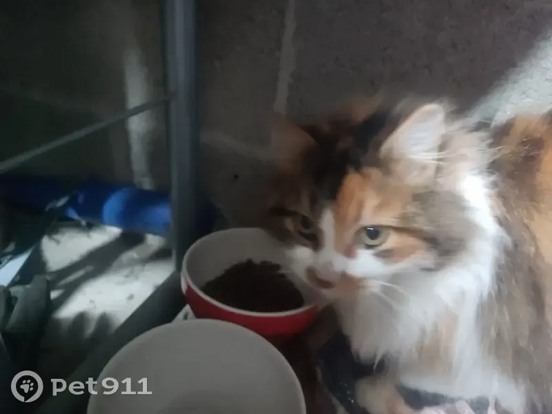 Chat tricolore retrouvé à Guiscriff - photo