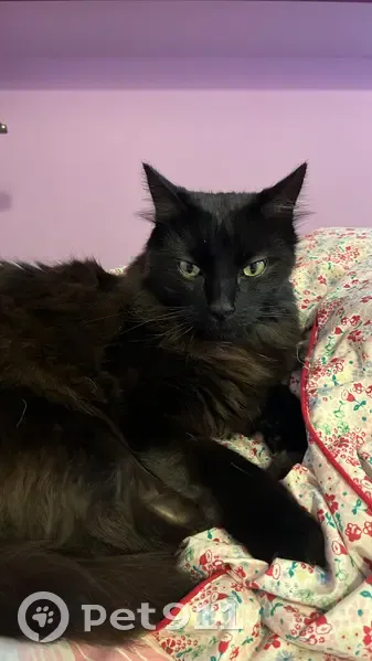 Sassou, chat noir perdu à Épernay - photo