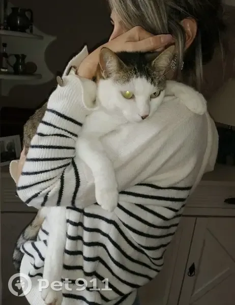 Chat tigré perdu à L'Escale - photo