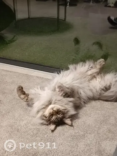 Chat Maine Coon gris perdu - Loulou - photo
