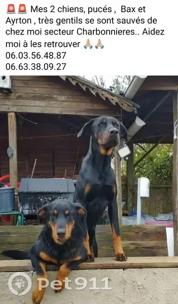 Alerte: 2 Beaucerons perdus - photo