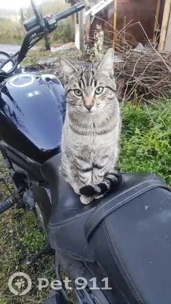 Chat tigré disparu à Mimbaste - photo