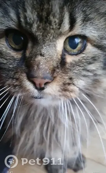 Chat affamé et câlin trouvé - photo
