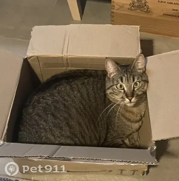 Nenette, chat peureux, disparue - photo