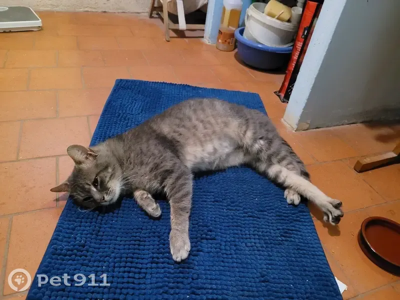 Chat tigré gris perdu - Nibelle - photo
