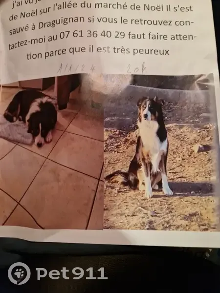 Border Collie perdu à Aix - photo