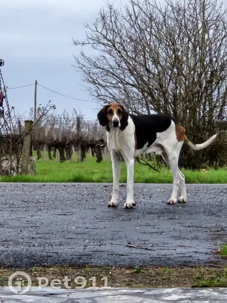 Chien Anglo-Français perdu à Saint-Genès - photo