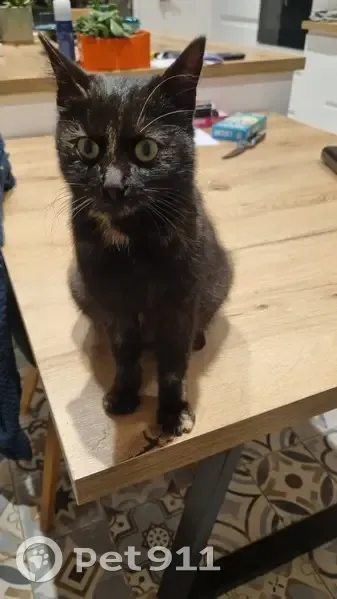 Chatte écaille trouvée à Saint-Marcel - photo
