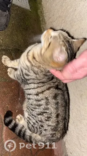 Chat tigré trouvé à Chassal-Molinges - photo