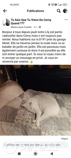 Chat blanc dodu perdu à Cerny - photo