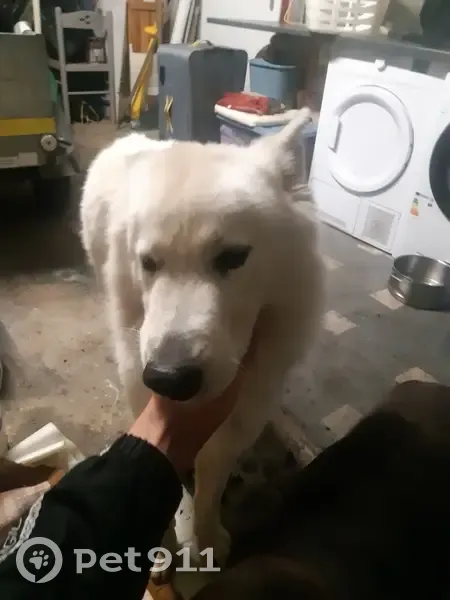 Chiens trouvés à Huriel - photo