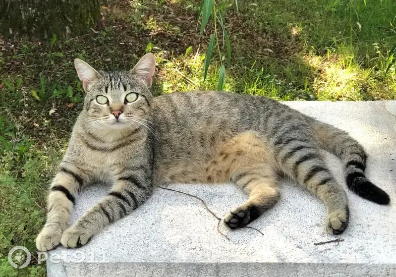 Tigrou, chat tigré perdu - photo