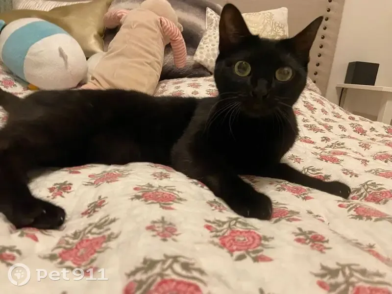 Chatte perdue, œil taché, Paris 16 - photo