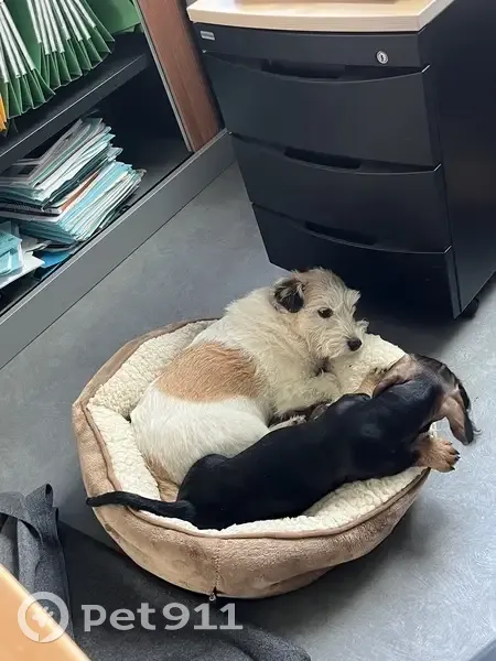 Jack Russell de 9 ans perdu à Évreux - photo