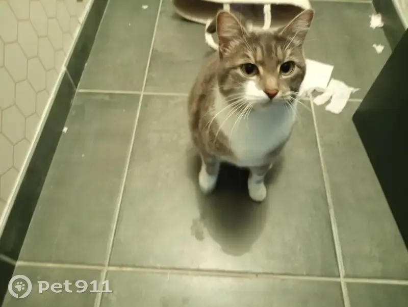 Chatte grise/blanche perdue à Visan - photo
