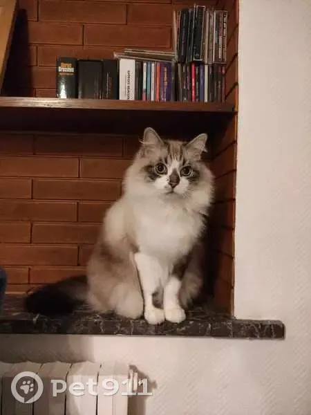 Chat Birman perdu, 13 ans, Montrécourt - photo