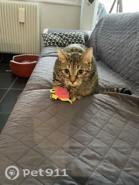 Chatte Salsa disparue à St-Étienne - photo