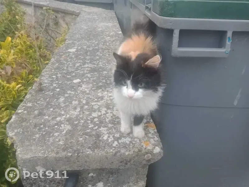 Chatte tricolore trouvée à Saint-Maime - photo