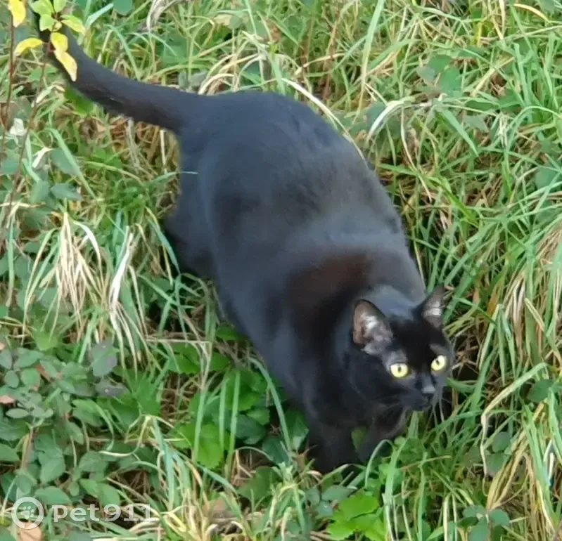 Chatte noire perdue à Nivigne - photo