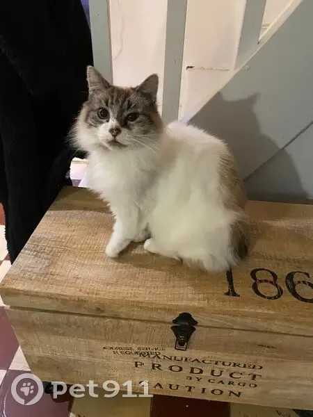 Chat Jehro perdu, patte estropiée - photo