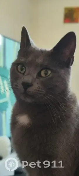 Chatte Krypto perdue à Villejuif - photo