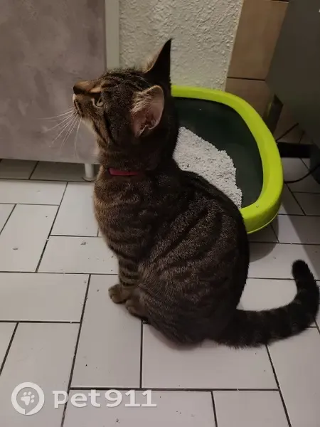 Chat perdu retrouvé à Reims - photo