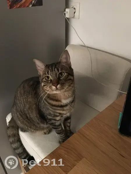 Chat tigré perdu à Hyères - photo