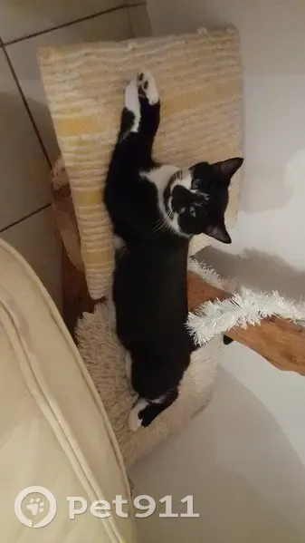 Chat perdu au Clivet soirée - photo