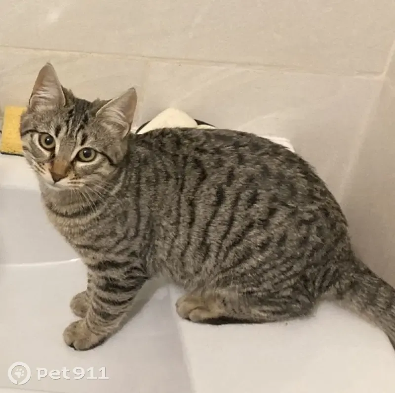 Chaton Thalia perdu - Marseille 4e - photo
