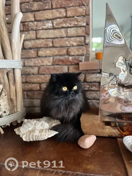 Chatte Persane CHIPIE Perdue - photo