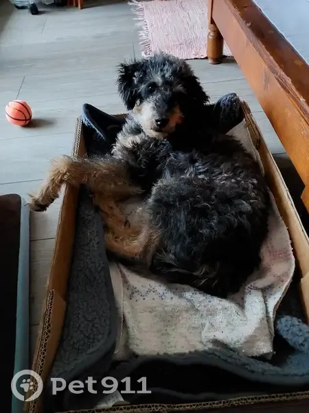 Chien Noir et Fauve Fugitif - photo