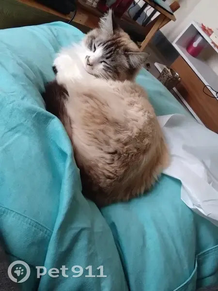 Meeko, chat perdu à Mazères - photo