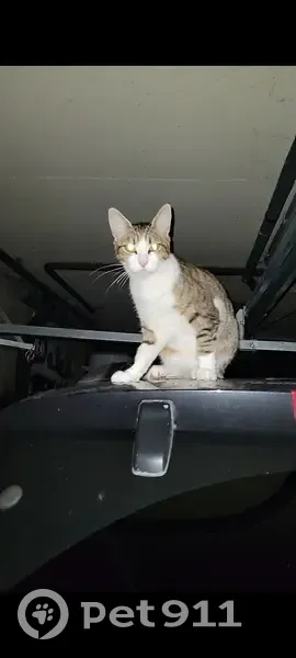 Avis de recherche: Naya, chat perdu - photo