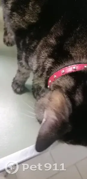 Chatte tigrée un œil perdu trouvée - photo