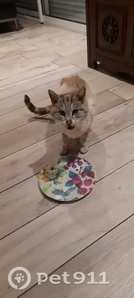 Chatte mignonne trouvée amaigrie - photo