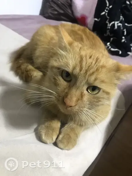 Chat perdu retrouvé à Laval - photo