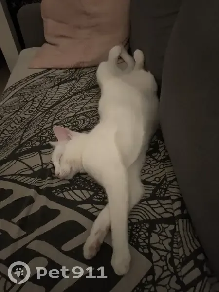 Chat blanc aux yeux bleus perdu - photo