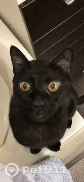 Chat noir craintif sans canines perdu - photo