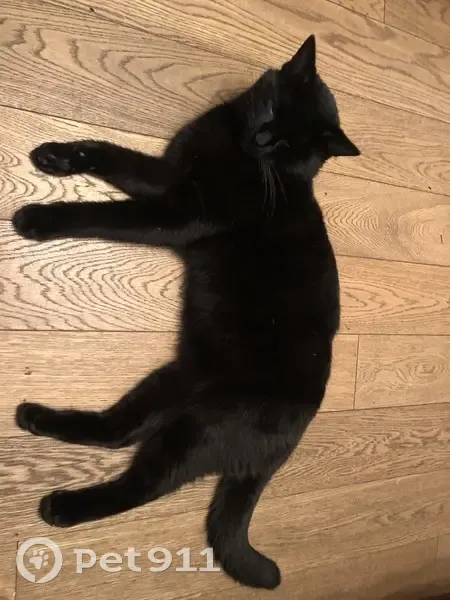 Chat noir trouvé, St-Roch Valenciennes - photo