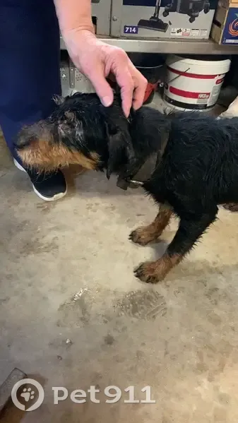 Chienne de chasse trouvée D980 - photo