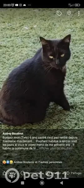 Chat noir Twix perdu à Vitry - photo