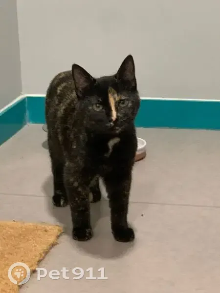 Chaton trouvé à Saran - photo