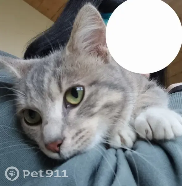 Chaton femelle trouvé à Belleville - photo