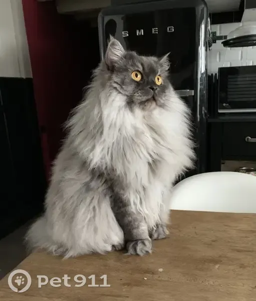 Chat Persan Hibou perdu à Bordeaux - photo
