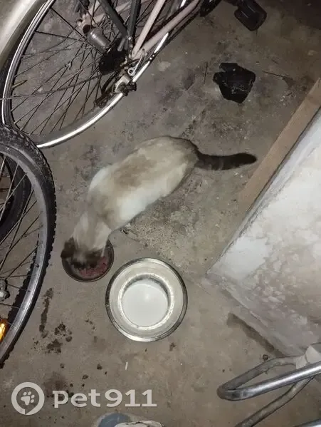 Chat retrouvé Rue du Portail Alban - photo