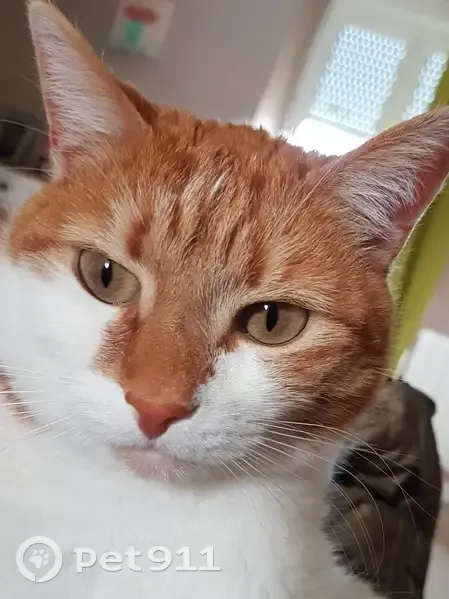 Chatte Noisette blanche/roux perdue - photo