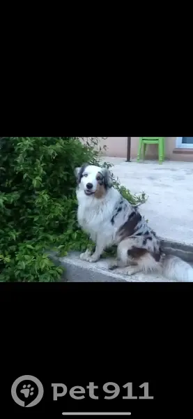 Chien merle perdu, Sénas, 30kg - photo